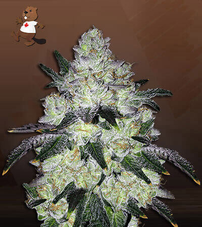 White Cookies