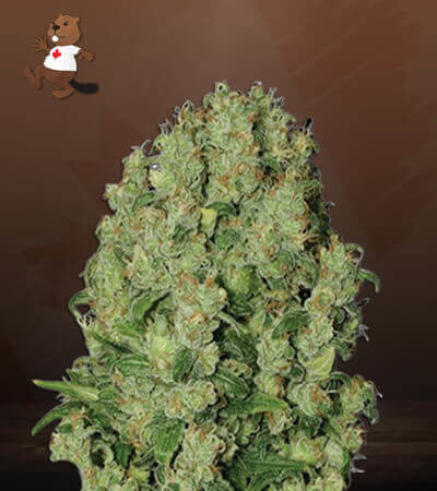 White Russian Fast Version-image
