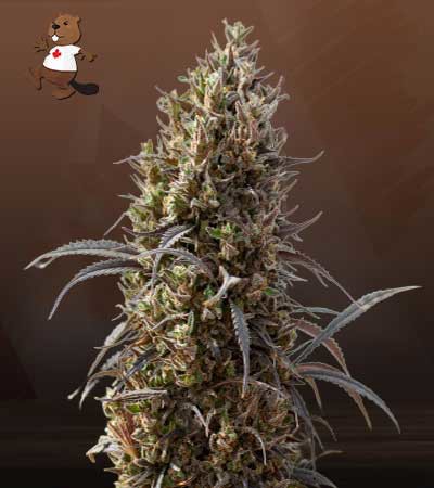 White Strawberry Skunk-image
