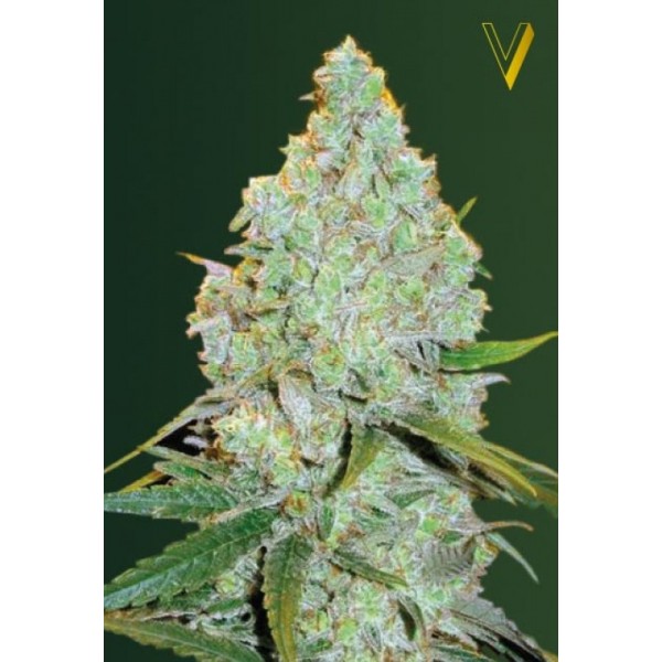 auto-amnesia-haze-image