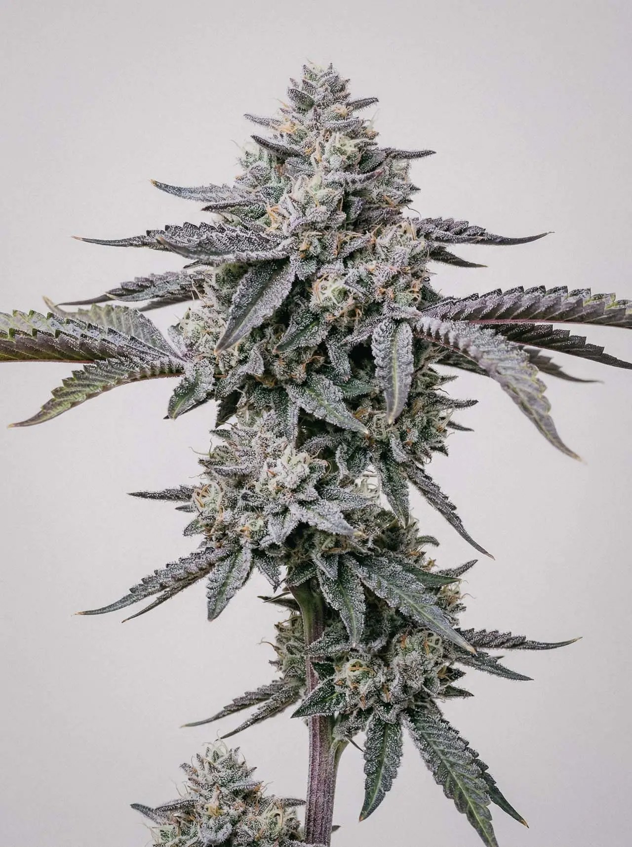 Banana Runtz-image