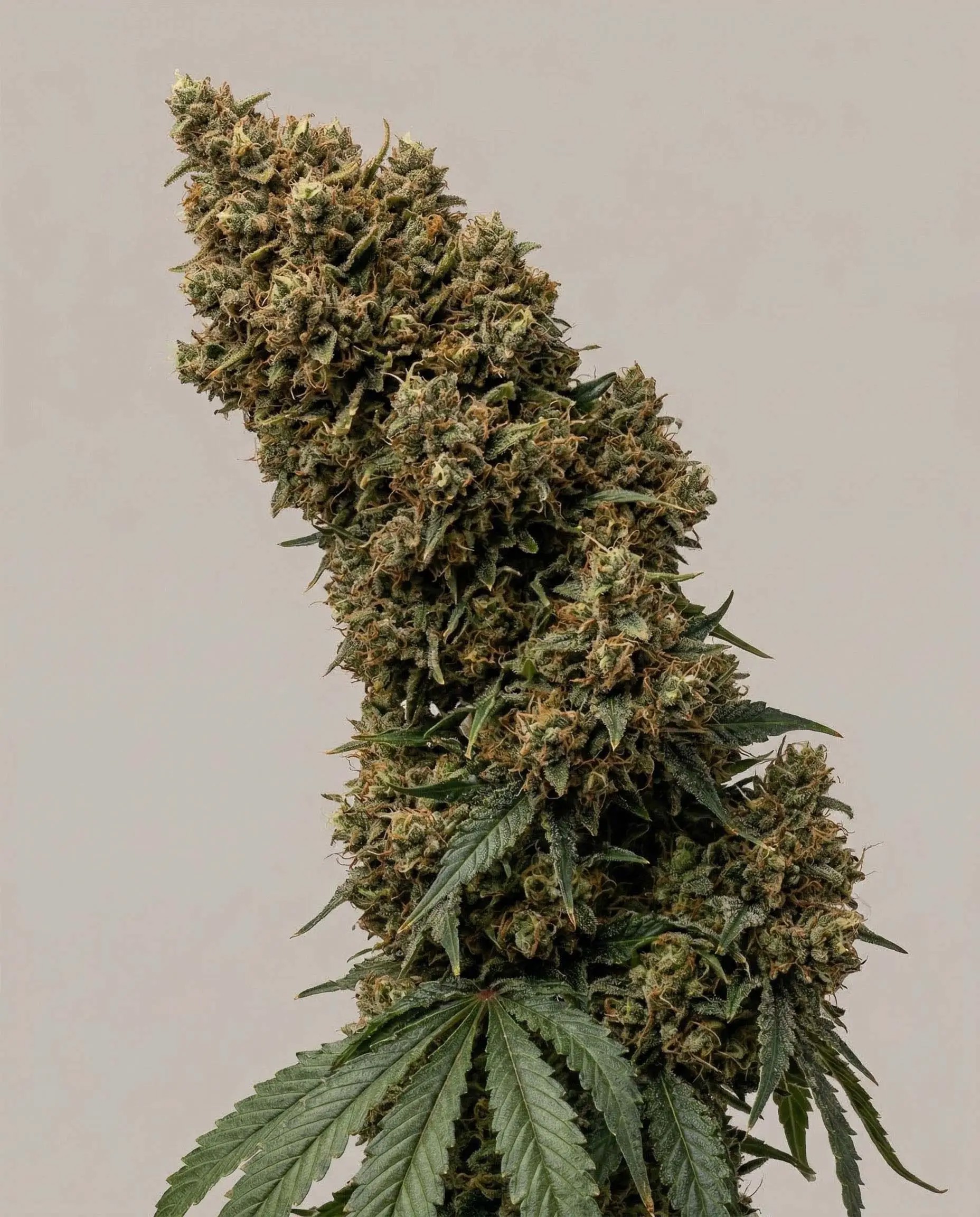 Big Bud Fast Version-image