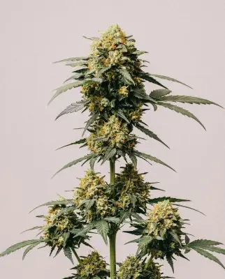Big Devil Autoflower