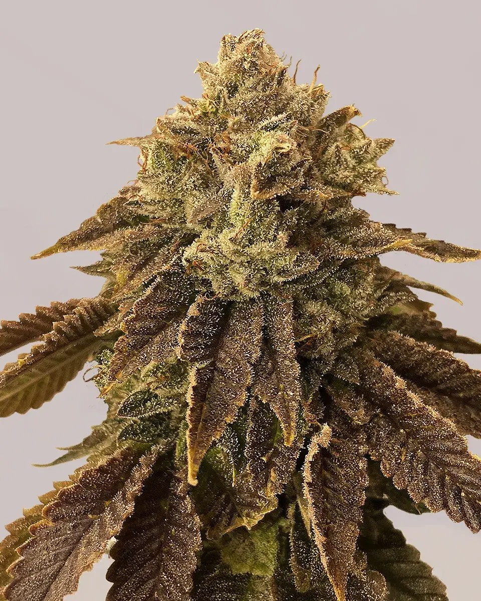 Biscotti-image