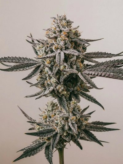 Black Diamond