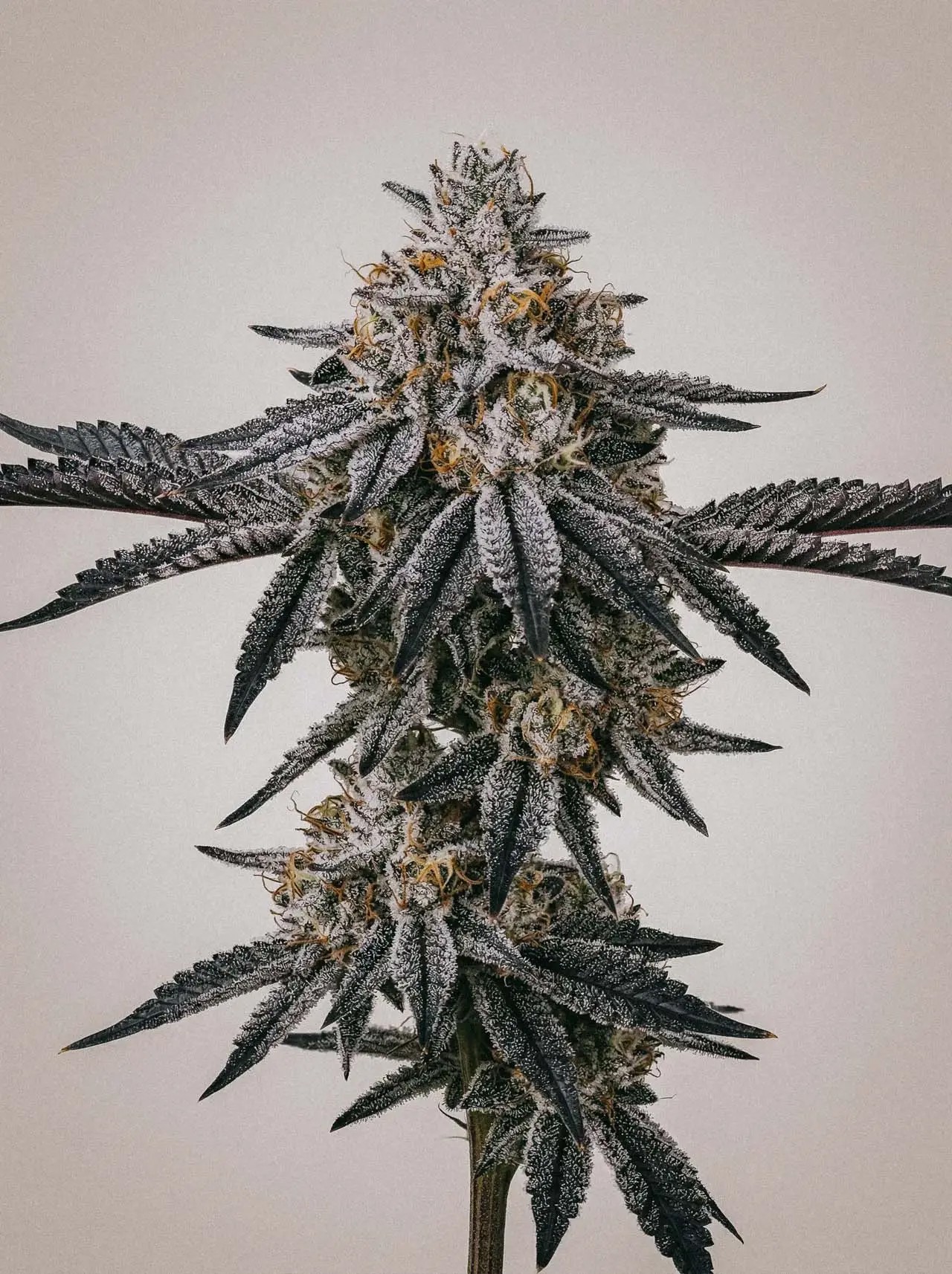 Black Frost-image