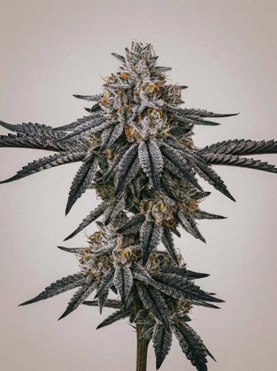 Black Frost