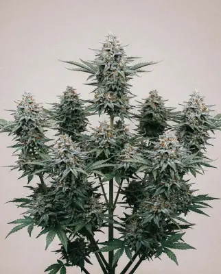 Blue Amnesia Autoflower