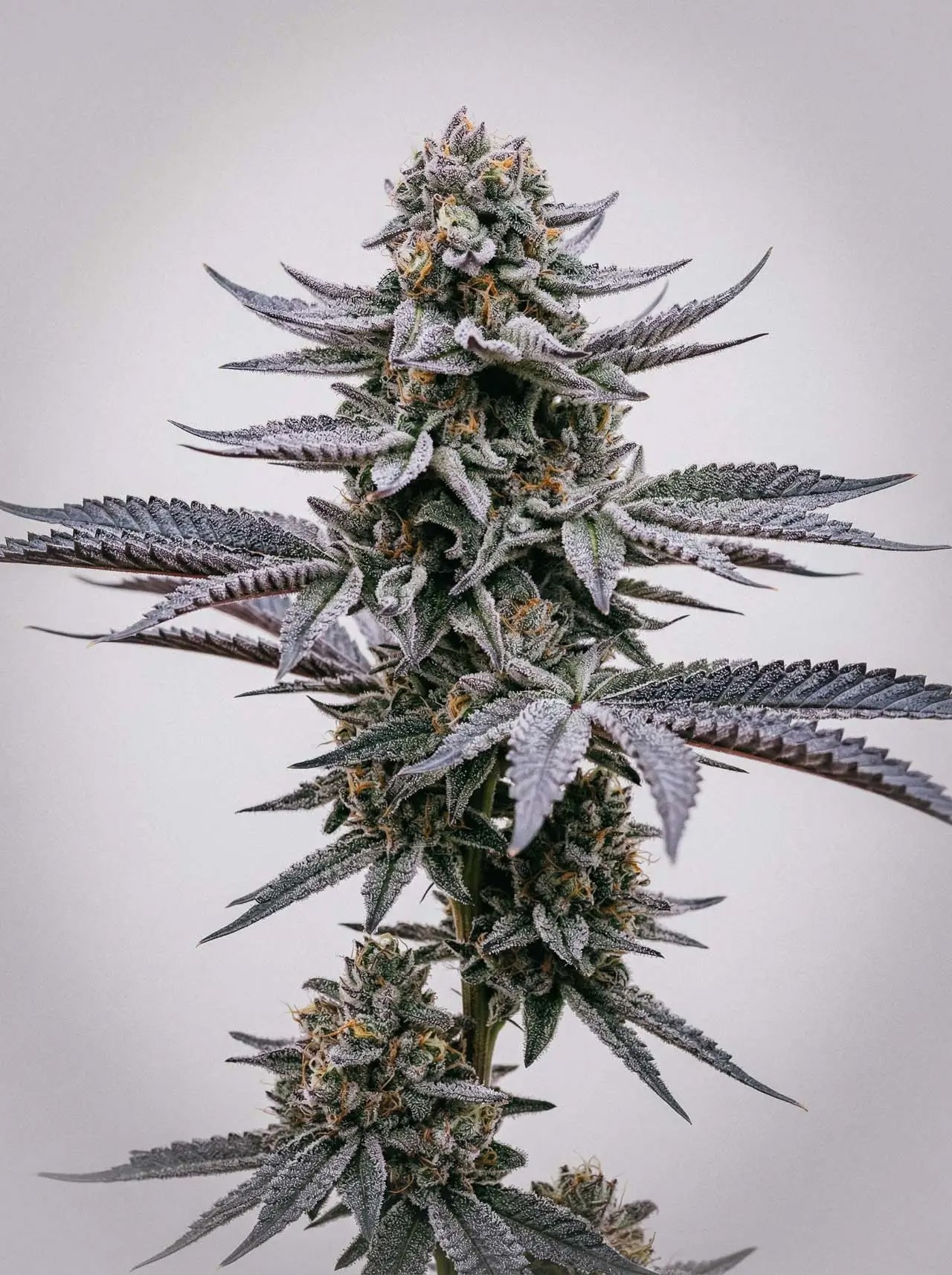 Blue Cookies-image