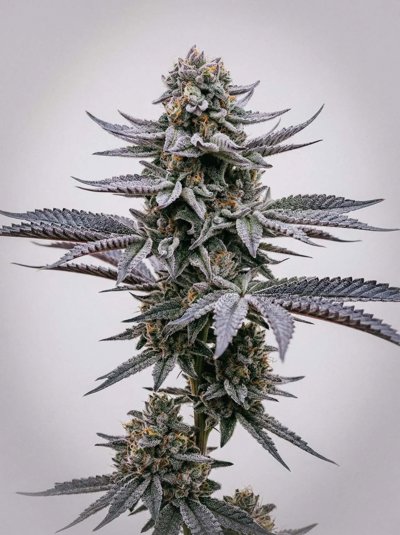 Blue Cookies