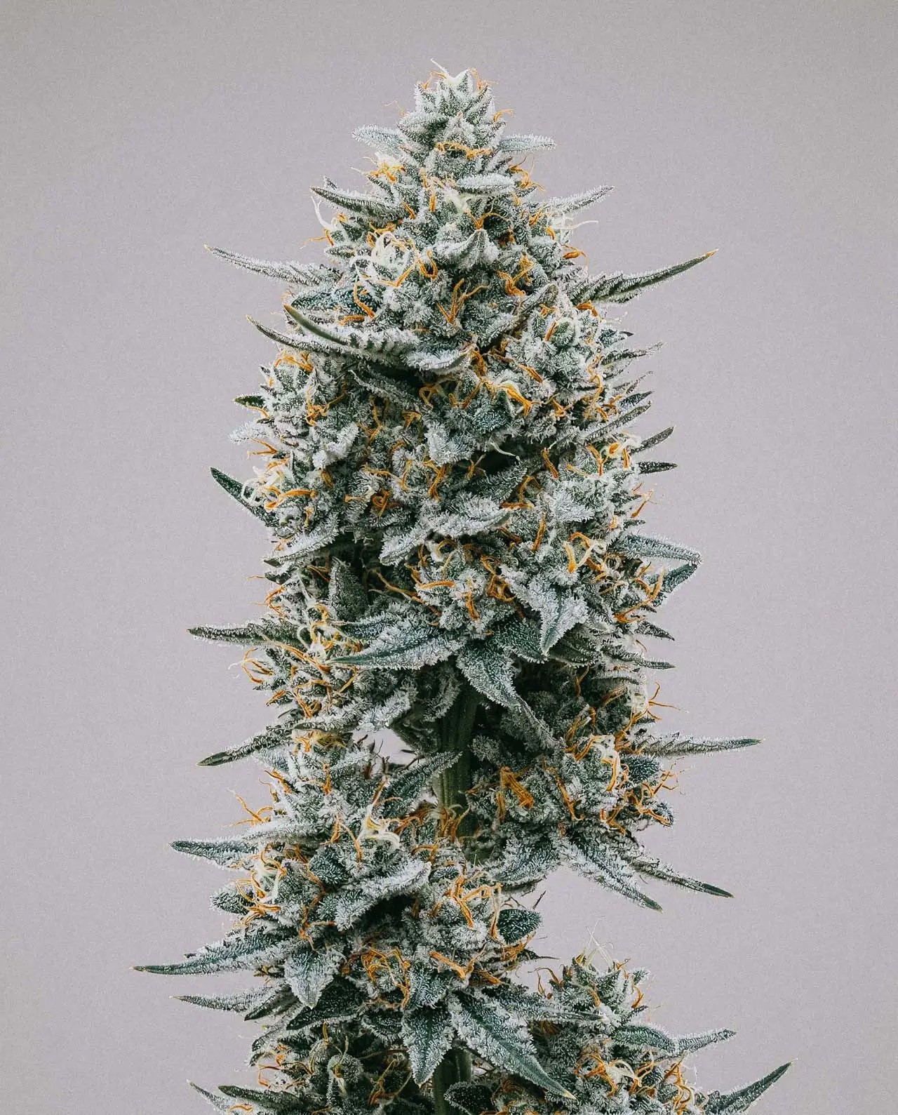 Blue Widow-image