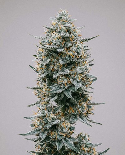 Blue Widow