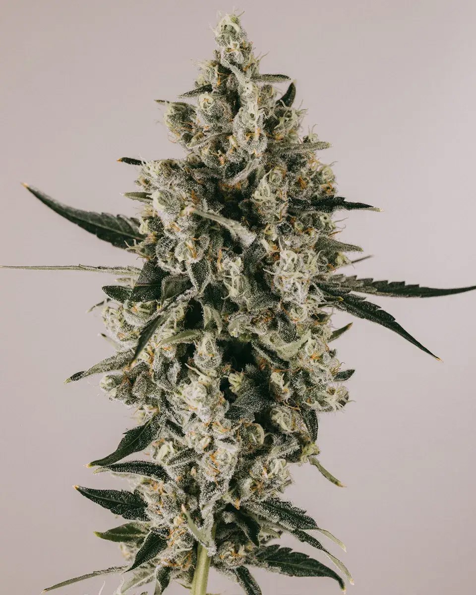Blueberry CBD-image