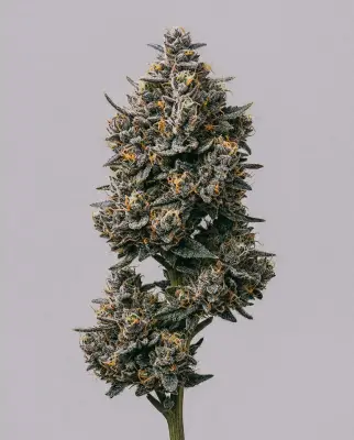 Blueberry x Big Bud Autoflower
