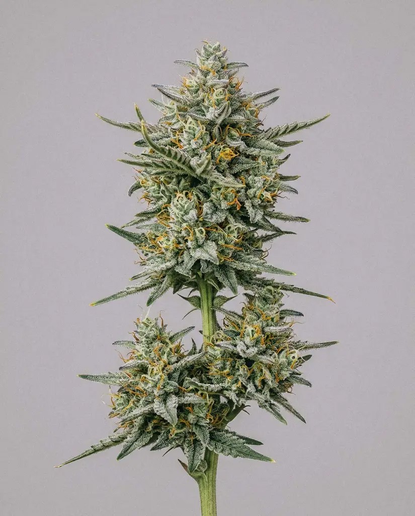 Blueberry x Jack Herer Autoflower