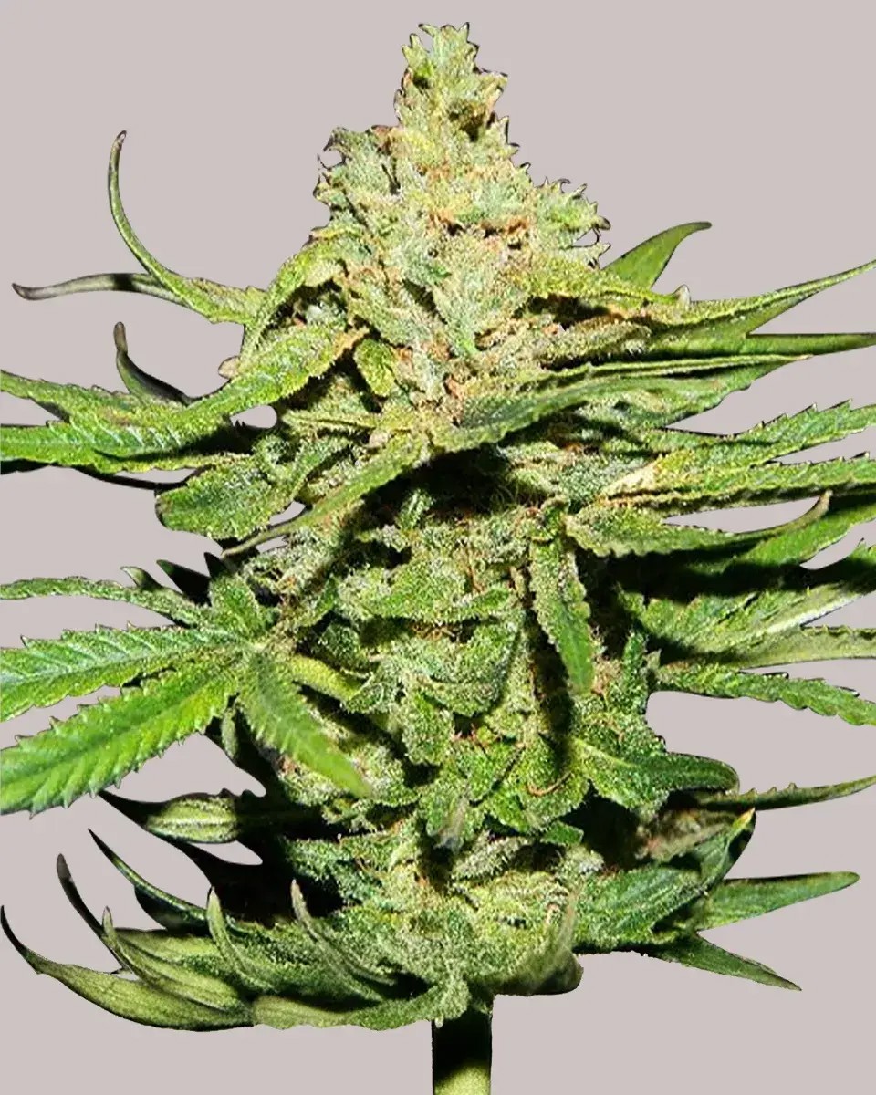 Cannatonic-image