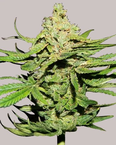 Cannatonic