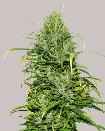 Carma CBD