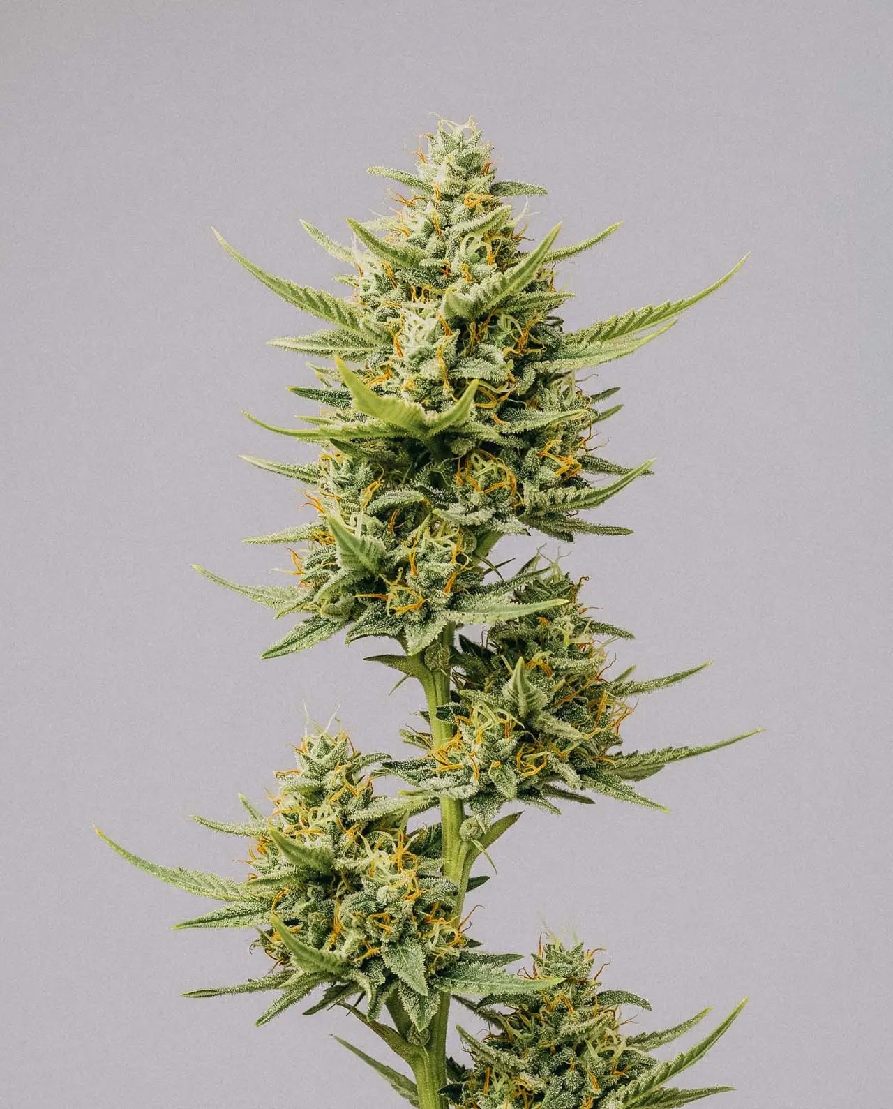CBD ACDC-image