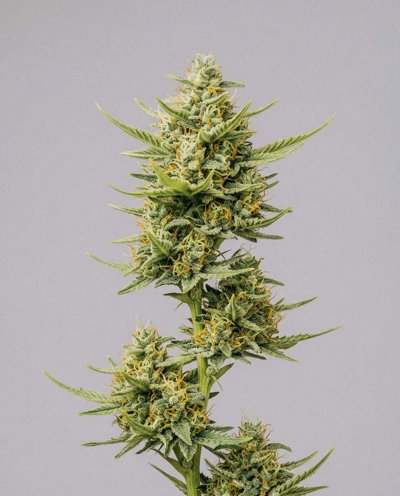 CBD ACDC