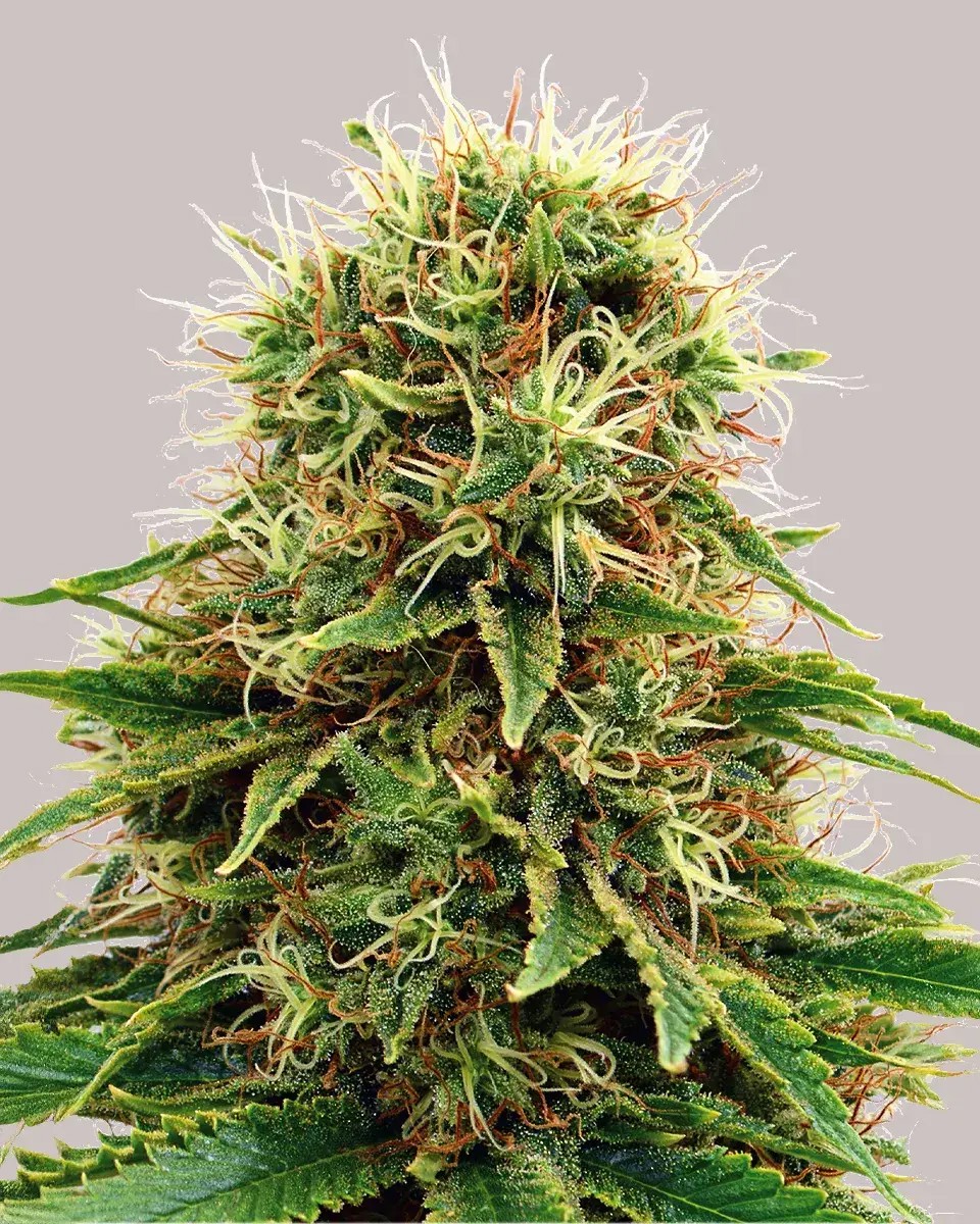 CBD Kush-image
