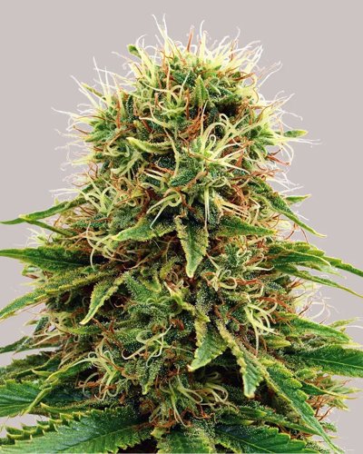 CBD Kush