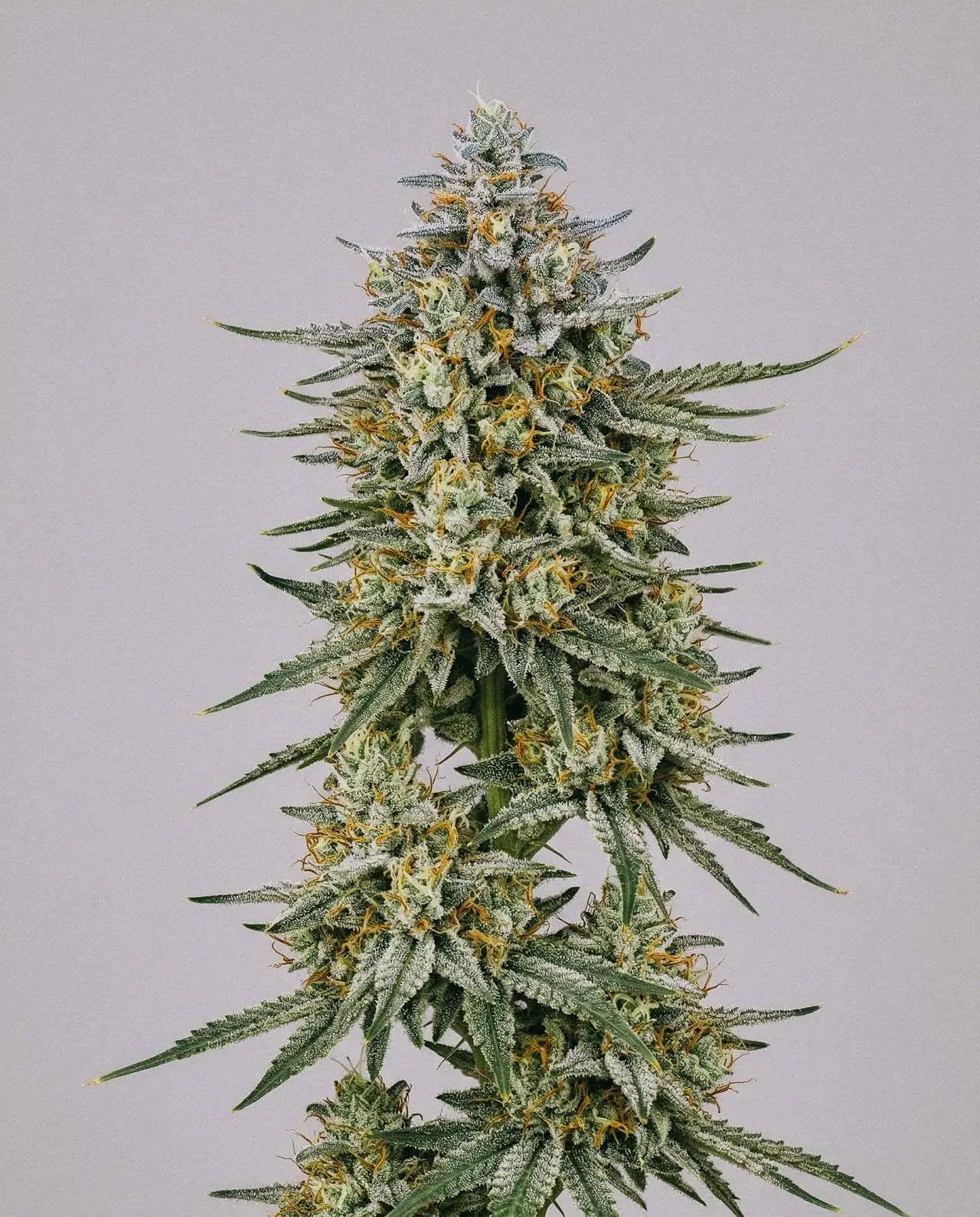 Cinderella 99 x Blueberry Fast Version-image