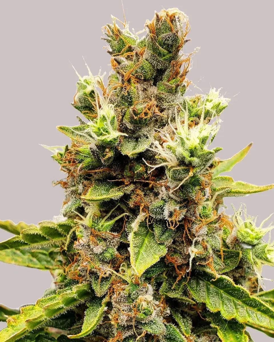 Cookies and Cream-image