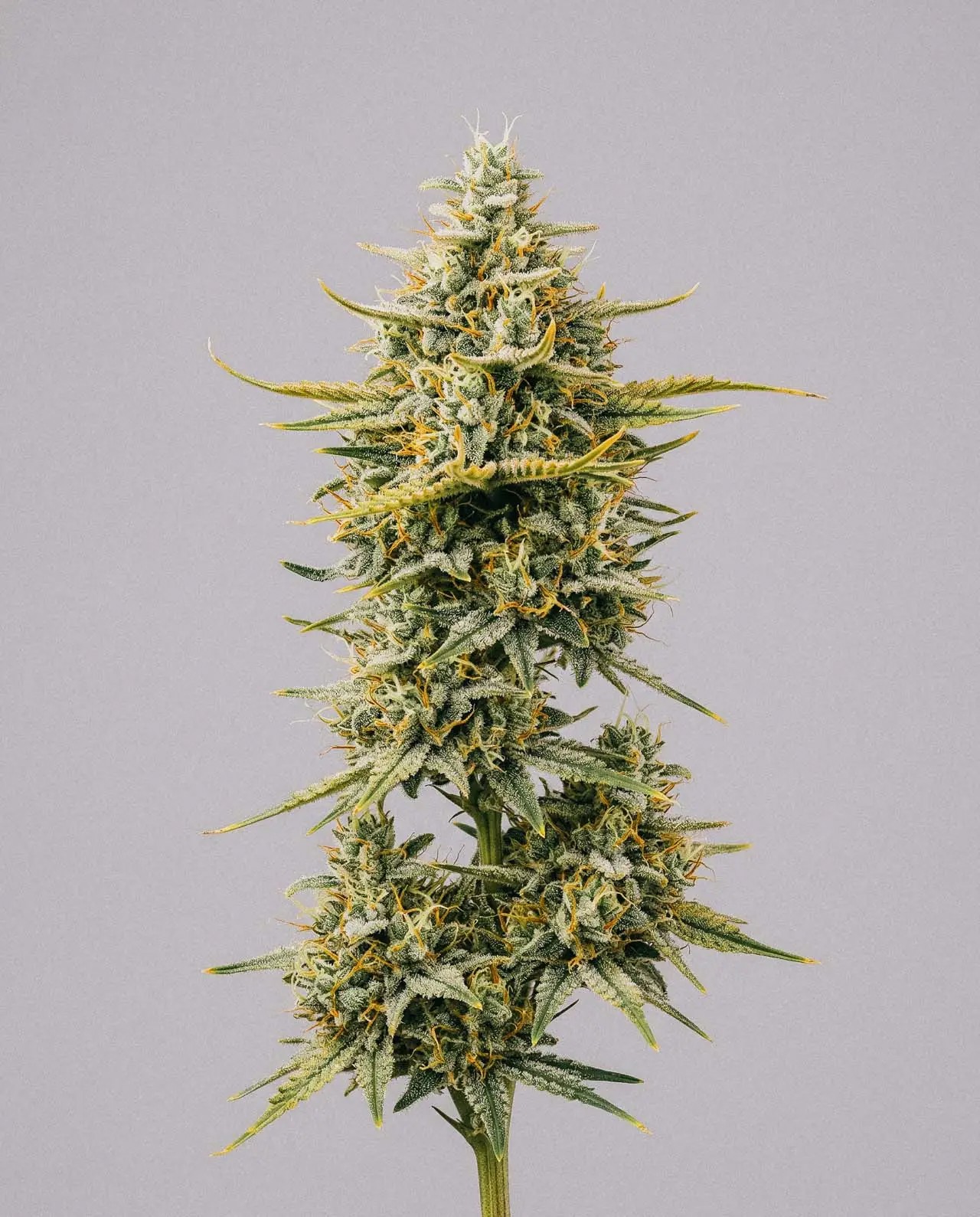 Critical Jack-image