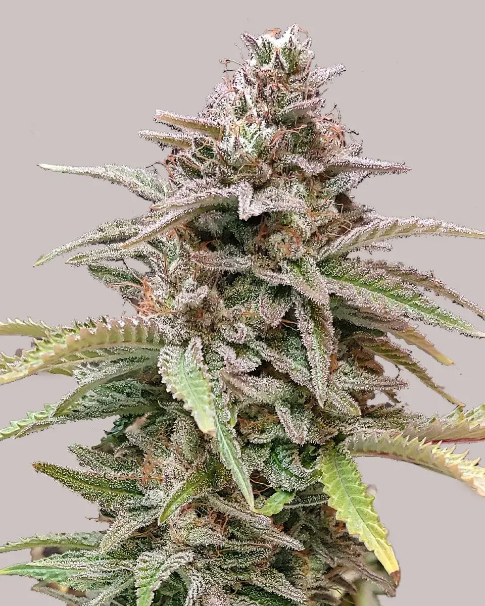 Critical Mass CBD-image