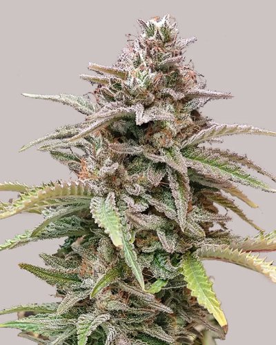 Critical Mass CBD