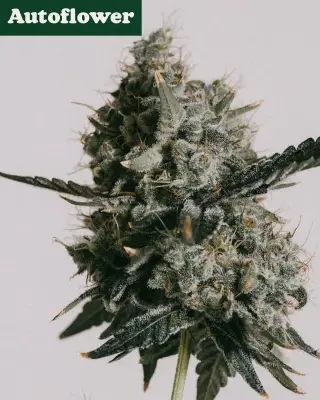 Do-si-dos Autoflower