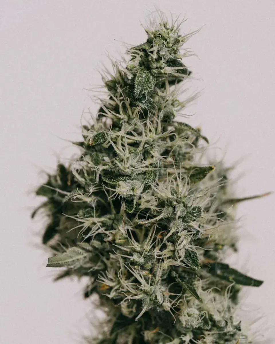 Durban Poison-image