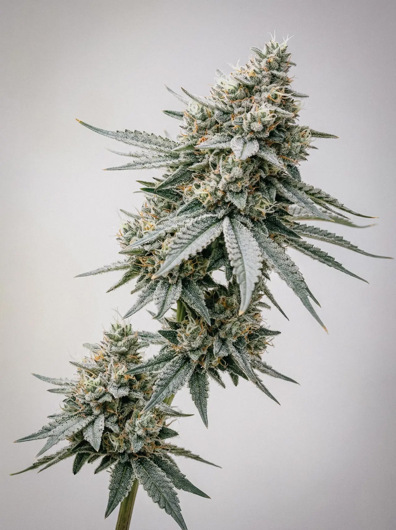 Early Skunk-image