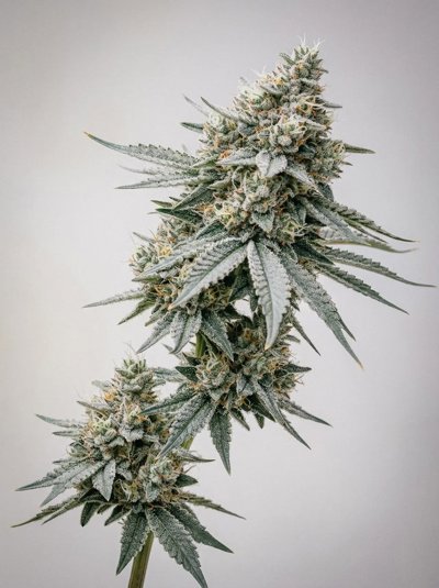 Early Skunk