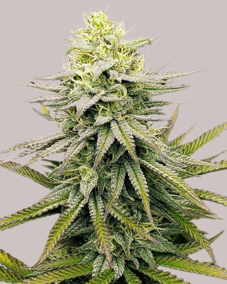Fruity Pebbles-image
