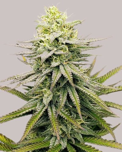 Fruity Pebbles