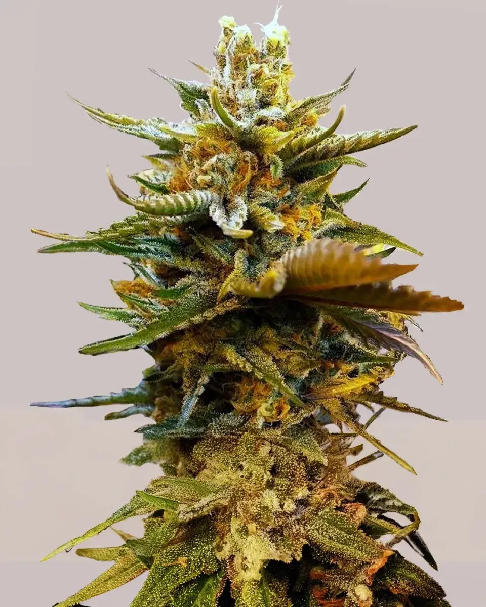 G13-image