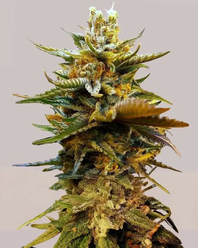 G13