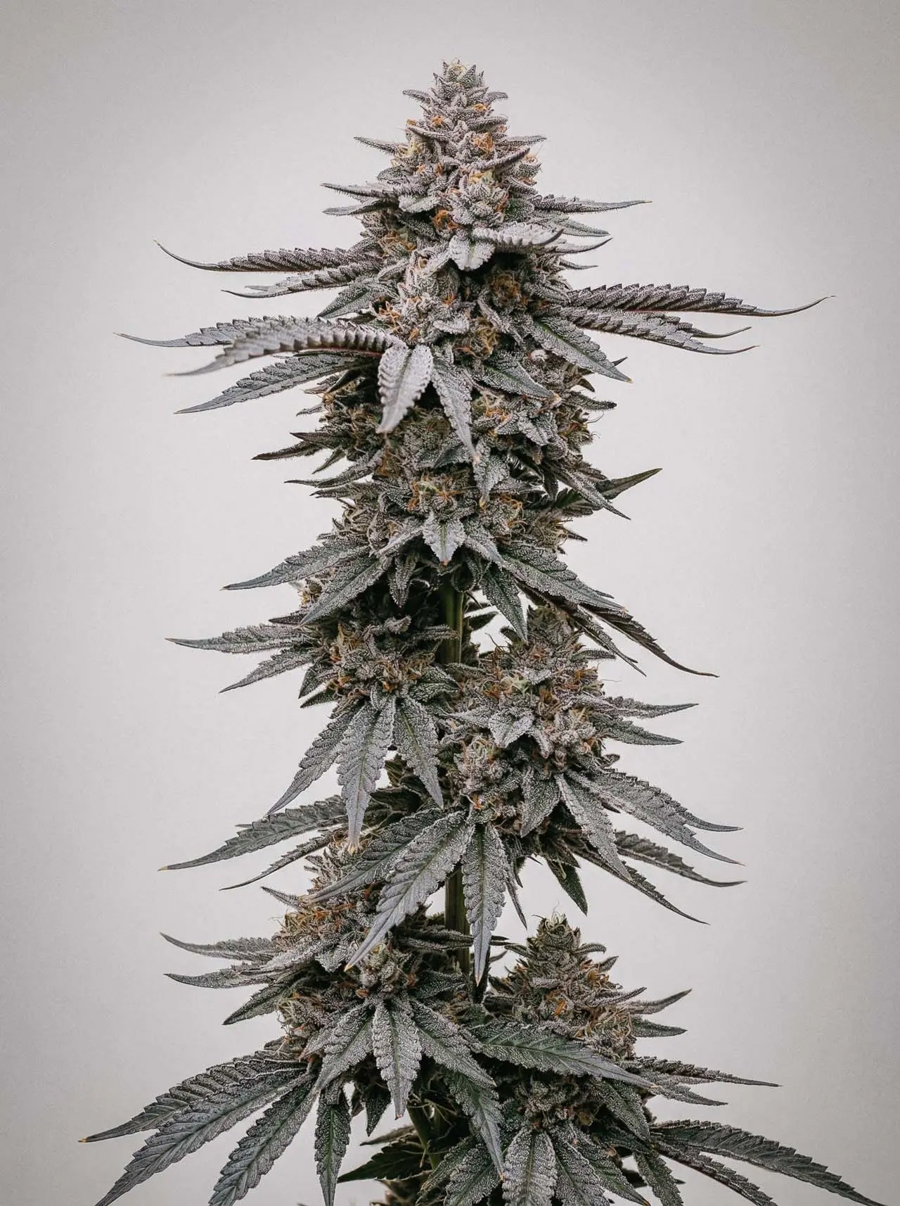 Garlic Breath-image