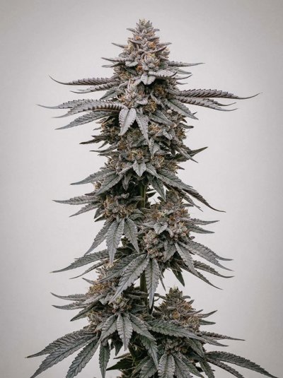 Garlic Breath