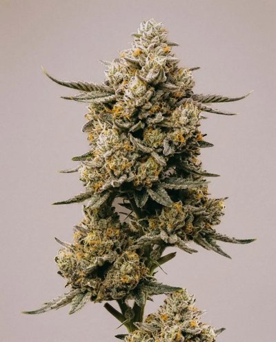 Gelato 41 x Vanilla Frosting