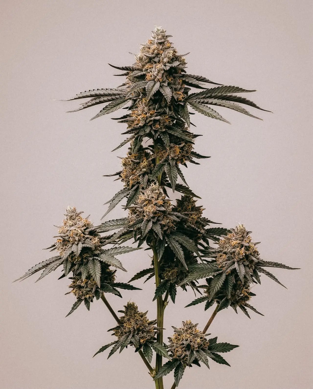 Gelato Sherbet-image