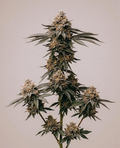 Gelato Sherbet