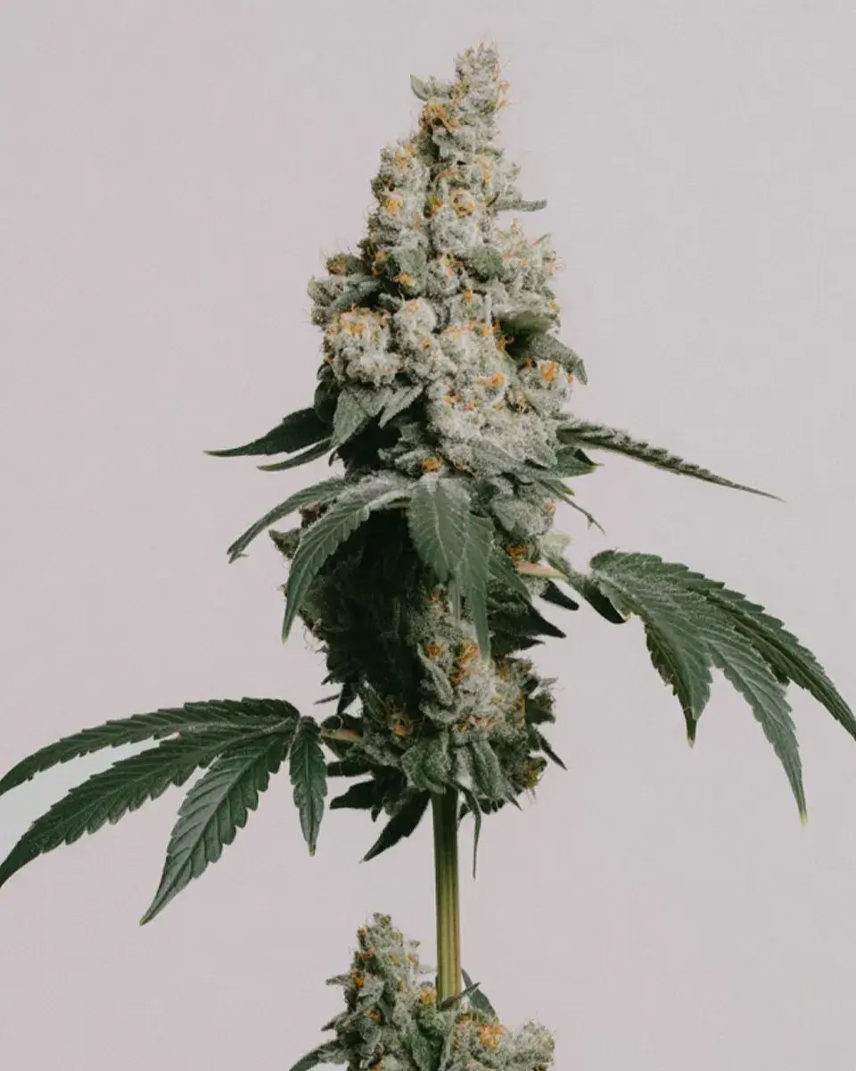GMO Cookies-image
