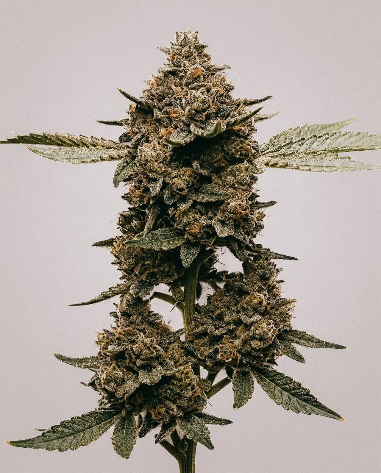 GMO x Double Burger-image
