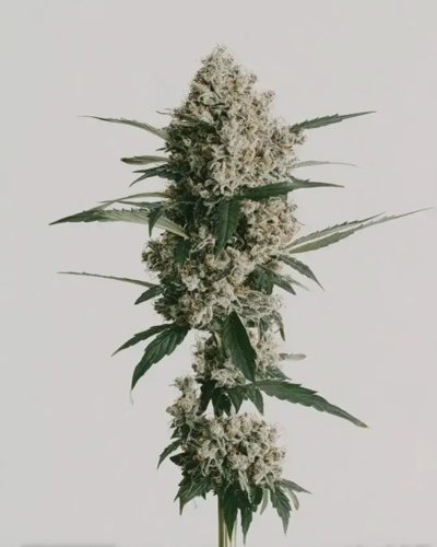 Godfather OG