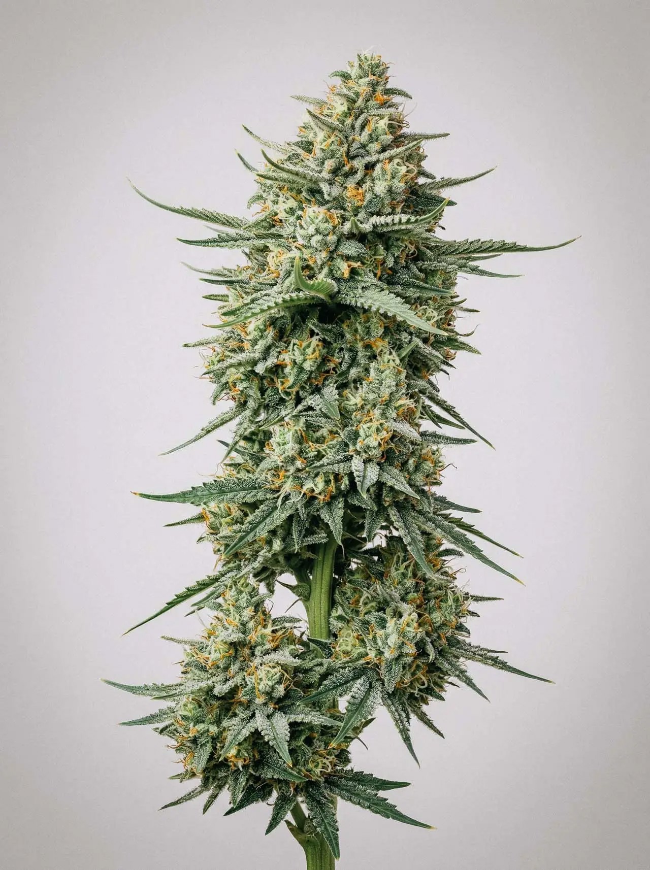 Gorilla Lemon Fire-image
