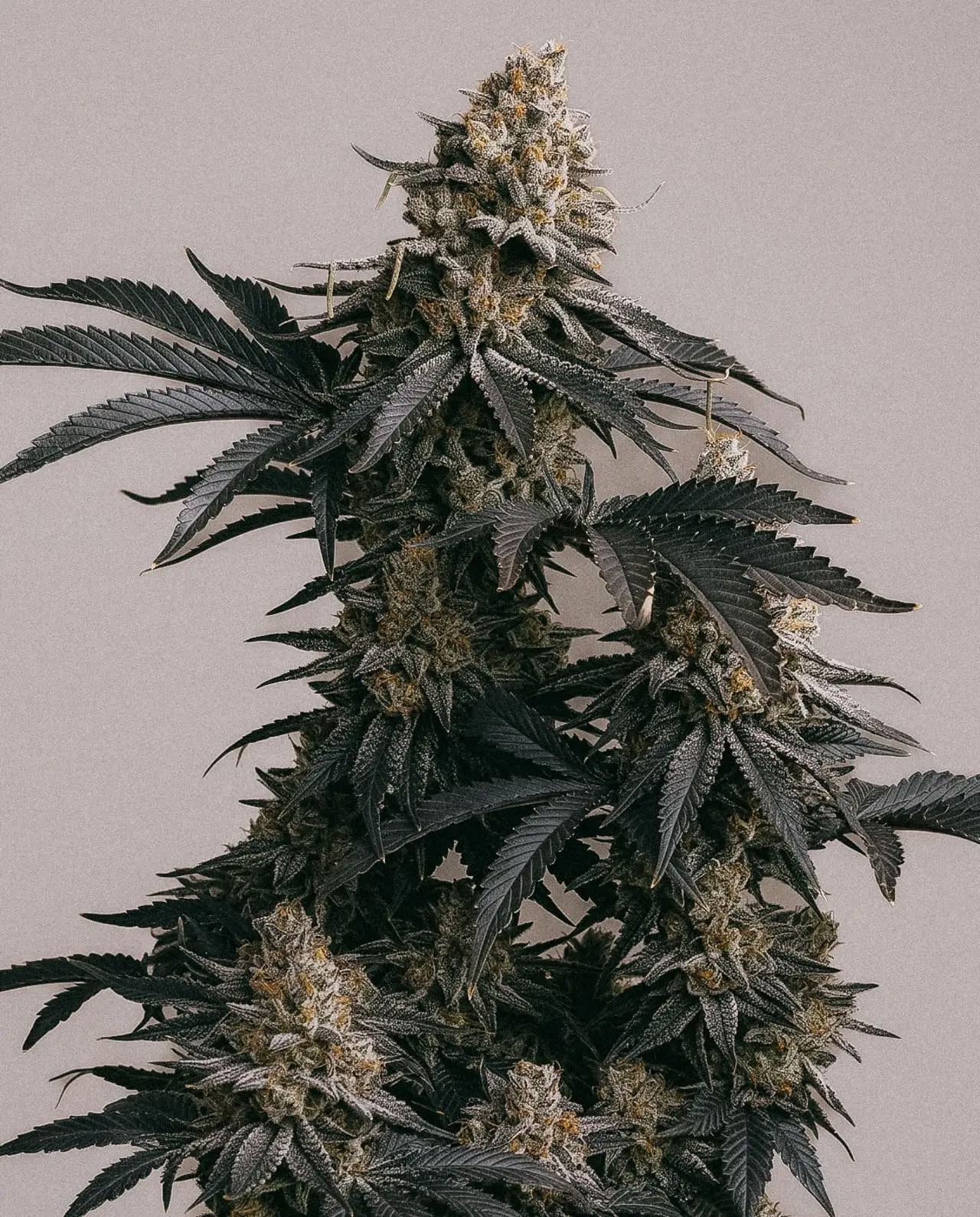Grape Diamonds-image
