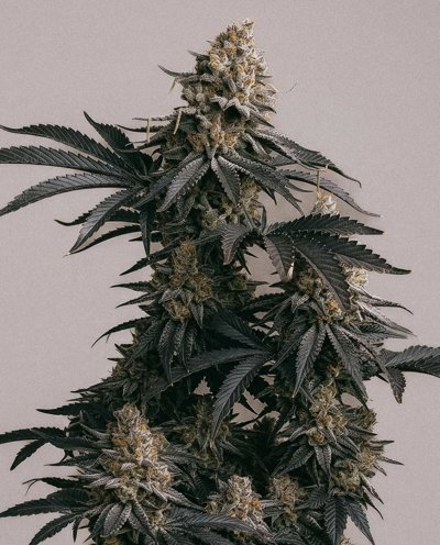 Grape Diamonds